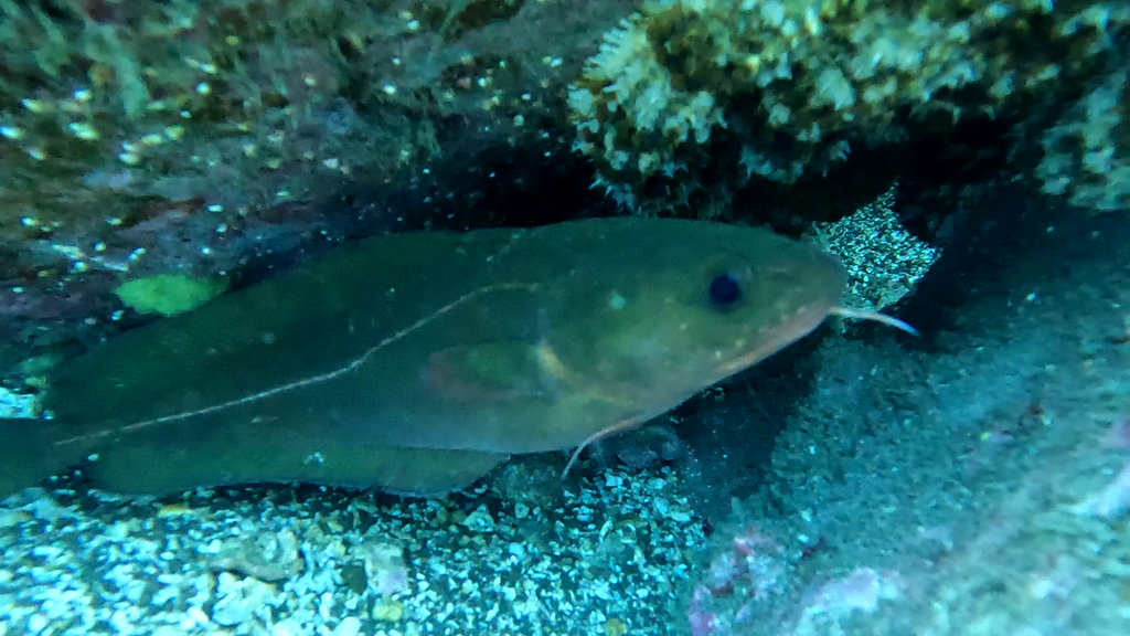 Juan Fernandez rockcod (Lotella fernandeziana) — Moridae
