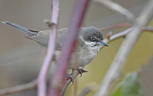 Curruca mirlona occidental (Curruca hortensis)