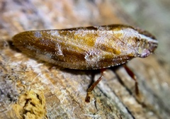 Aphrophora saratogensis