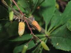 Puccinia graminis