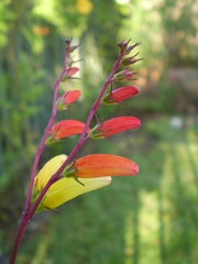 Ipomoea lobata