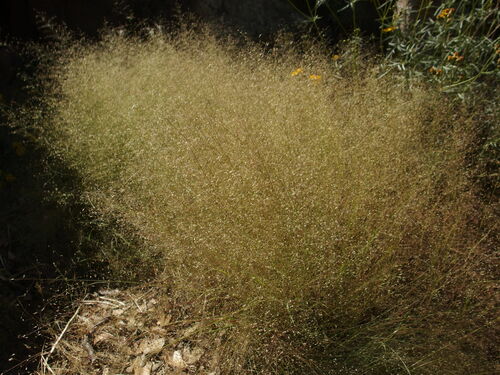 Marshland Muhly (Muhlenbergia sinuosa)