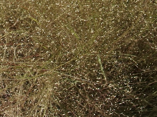 Image of Muhlenbergia sinuosa by (c) Sue Carnahan, some rights reserved (CC BY)