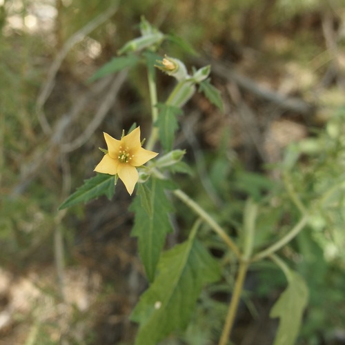 Image of Mentzelia isolata by (c) Sue Carnahan, some rights reserved (CC BY)