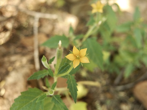 Image of Mentzelia isolata by (c) Sue Carnahan, some rights reserved (CC BY)