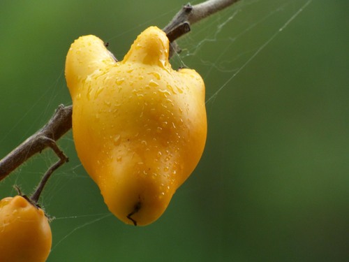 Nipplefruit (Solanum mammosum)