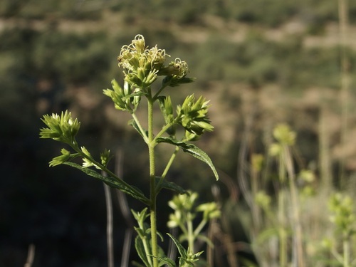 Image of Koanophyllon palmeri by (c) Sue Carnahan, some rights reserved (CC BY)