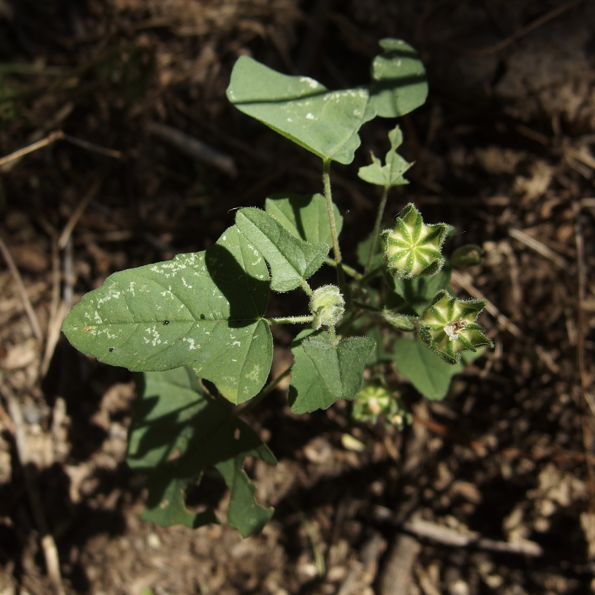 Anoda crenatiflora