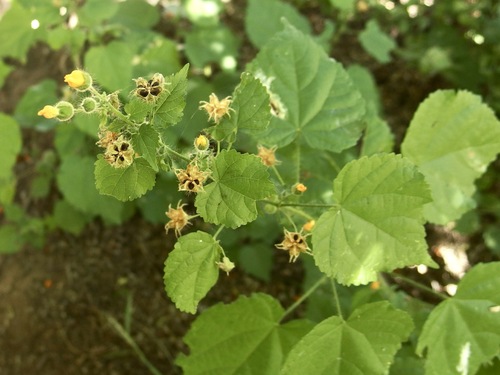 Image of Pseudabutilon thurberi by (c) Sue Carnahan, some rights reserved (CC BY)