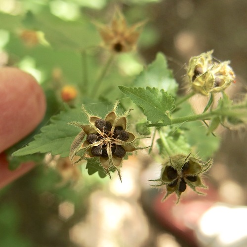 Pseudabutilon