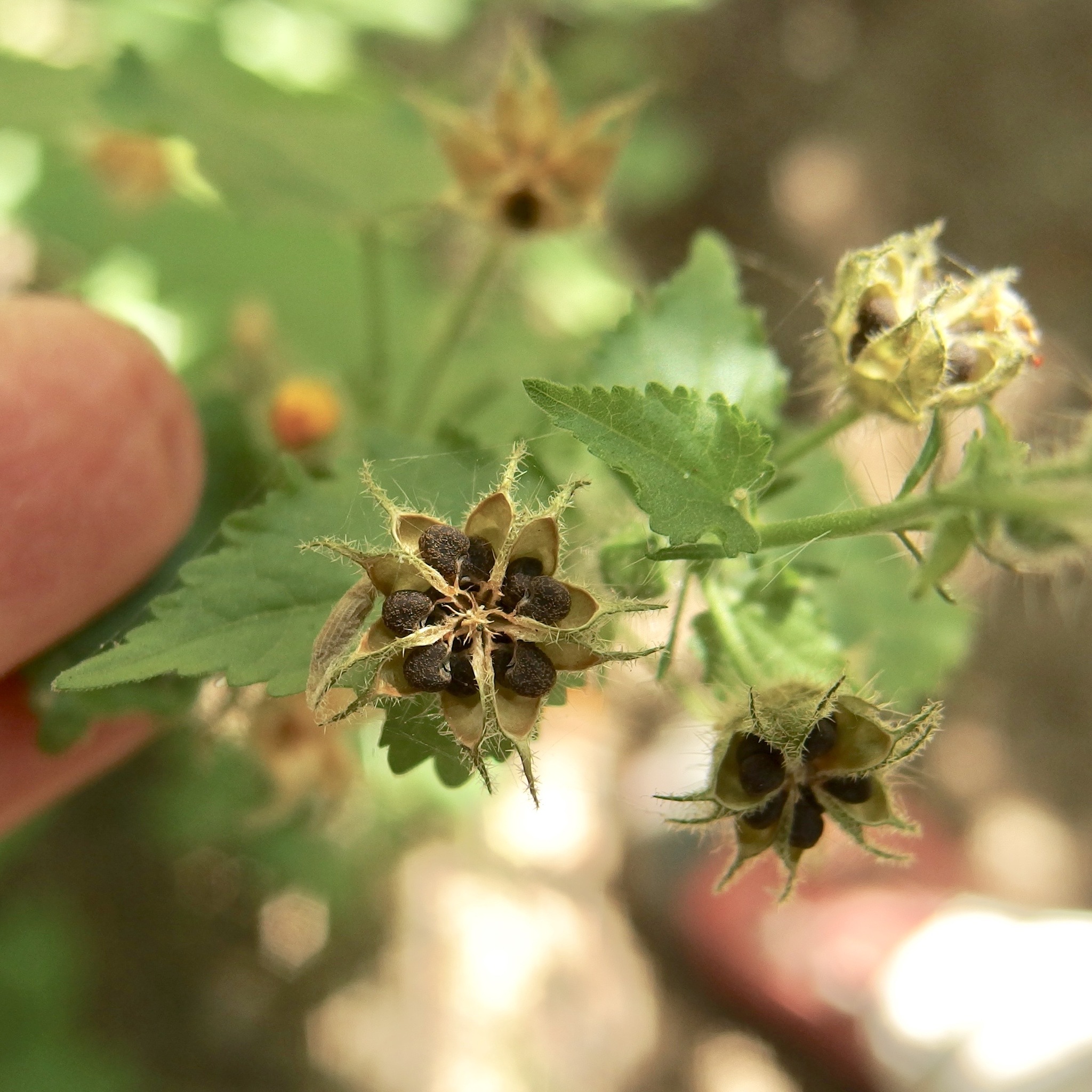 Pseudabutilon