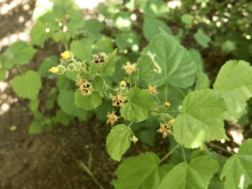 Image of Thurber's False Velvetleaf (Pseudabutilon thurberi) by (c) Sue Carnahan, some rights reserved (CC BY)
