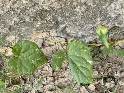 Ipomoea turbinata iNat (2)