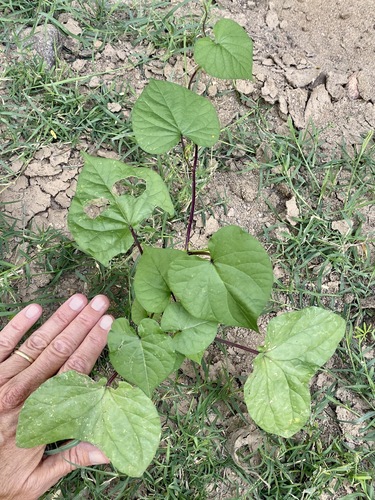 Ipomoea muricata, photograph 3