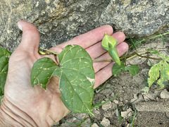 Ipomoea muricata, photograph (c) Sue Carnahan, some rights reserved (CC BY)