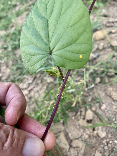 Ipomoea muricata, photograph 5