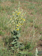 Verbascum oreophilum