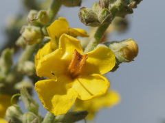 Verbascum oreophilum