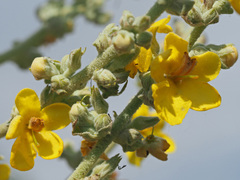 Verbascum oreophilum