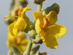 Verbascum oreophilum