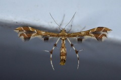 Geina periscelidactylus