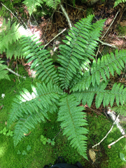 Polystichum braunii image