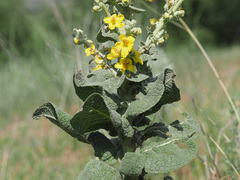 Verbascum oreophilum