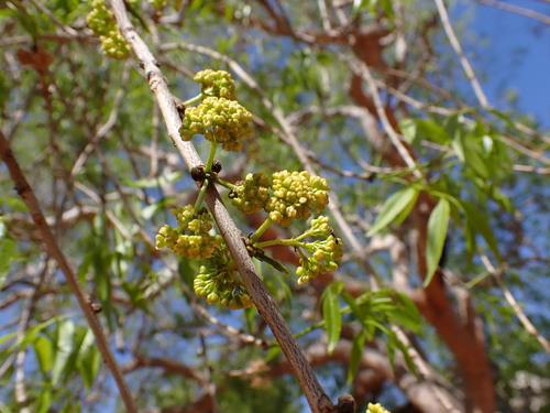 Zanha suaveolens