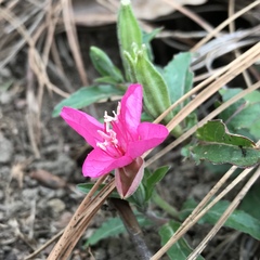 Oenothera deserticola