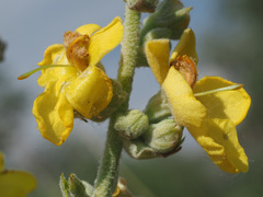 Verbascum oreophilum
