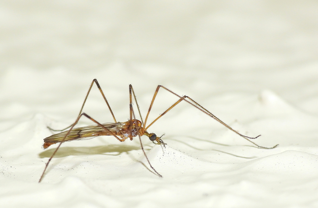 Teucholabis melanocephala