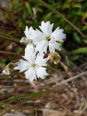 Heliosperma alpestre