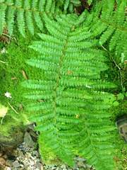 Polystichum braunii image