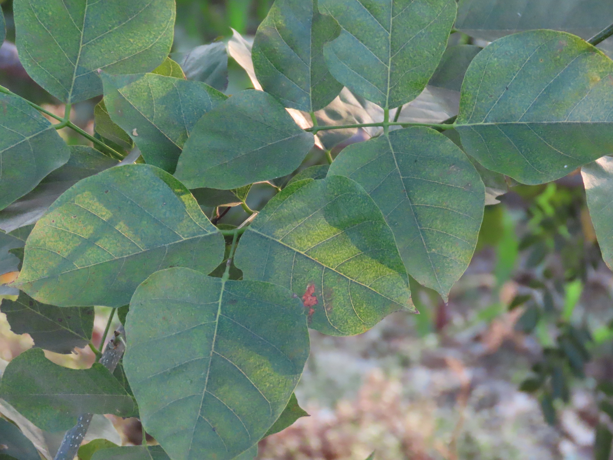 Imagem de Pongamia