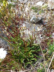 Heliosperma alpestre