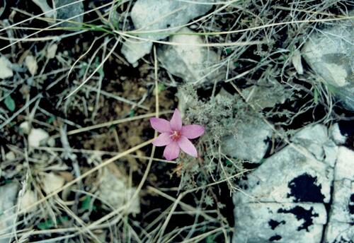 Colchicum lusitanum