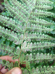 Polystichum braunii image