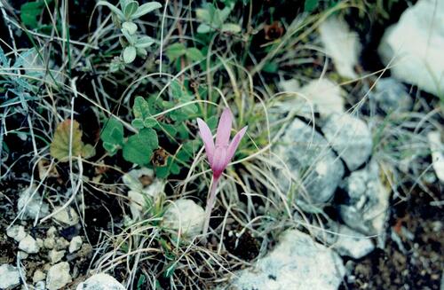 Colchicum lusitanum