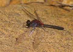 Leucorrhinia proxima
