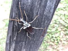 Megasticus oberthurii