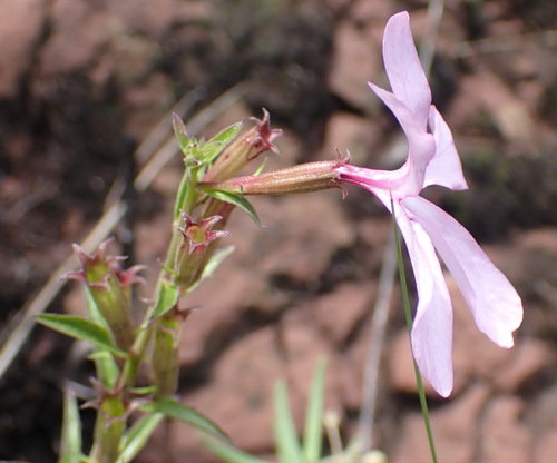 Image of Cycnium racemosum by (c) Nicola van Berkel, some rights reserved (CC BY-SA)