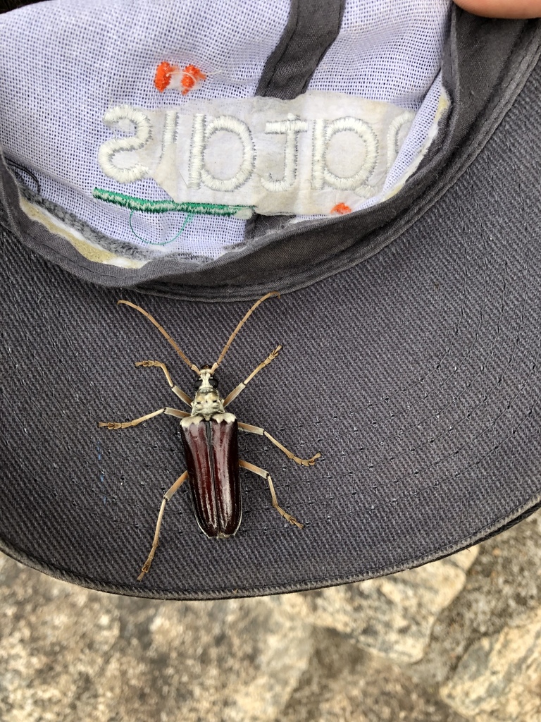 Megasticus