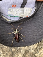 Megasticus oberthurii