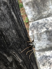 Megasticus oberthurii