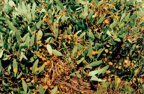 Cotula coronopifolia iNat (2)