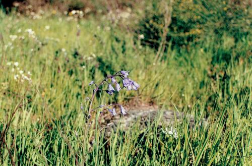 Hyacinthoides hispanica