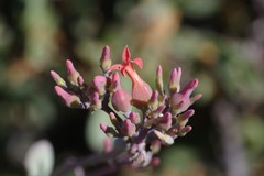 Kalanchoe rotundifolia