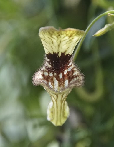 Aristolochia bilobata