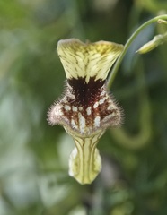 Aristolochia bilobata
