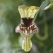 Aristolochia bilobata - Photo (c) Lisa Johnson,  זכויות יוצרים חלקיות (CC BY-NC), הועלה על ידי Lisa Johnson